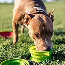 dog drinking out of green travel bowl
